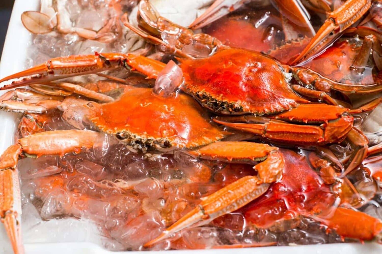 Blue Swimmers, Image Credit Randy Larcombe