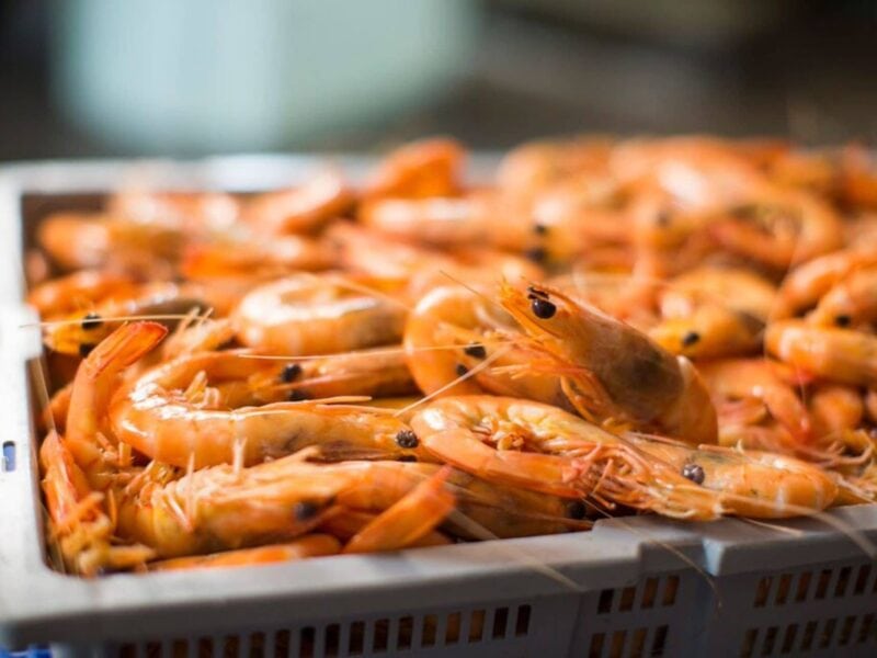 Prawns, Image Credit: Randy Larcombe