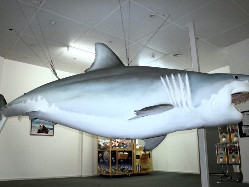 Great White Shark Replica, Shell Roadhouse
